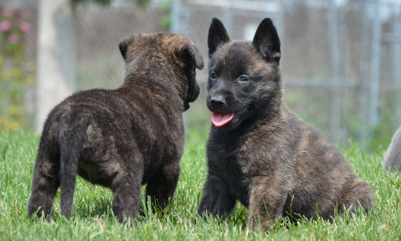 dutch shepherd puppy