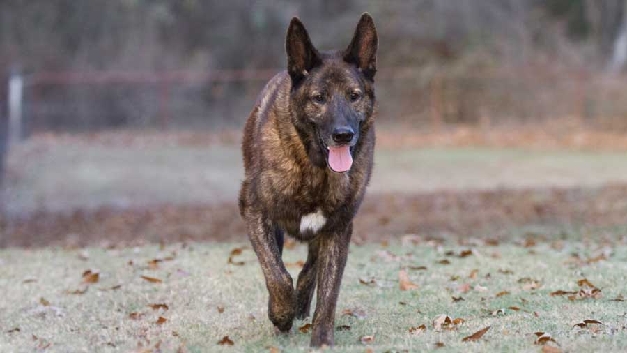 are bones safe for dutch shepherd puppies