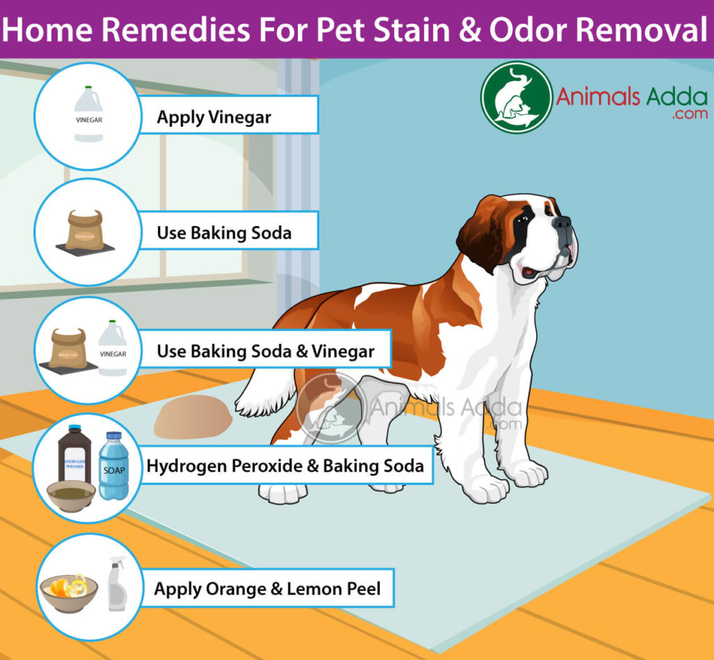 Homemade Cleaners To Remove Pet Stains and Odors