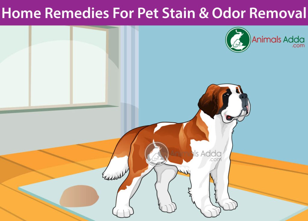 Homemade Cleaners To Remove Pet Stains and Odors