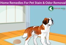 Homemade Cleaners To Remove Pet Stains and Odors