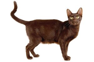 Havana Brown Cat – An Adorable Brown Cat