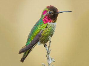Hummingbird – Small In Size But One Of The Fastest Birds