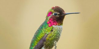 Hummingbird