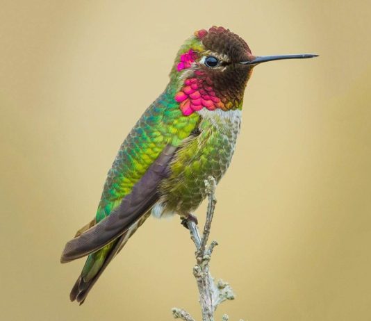 Hummingbird
