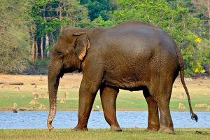 Indian Elephant – Gigantic Mammal With Long Trunk