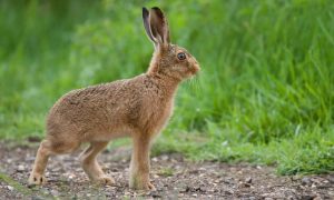 Hare – A Creature That Perfectly Resembles Rabbit