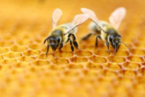 Honey Bee – Facts, Pictures, Habitat, Characteristics