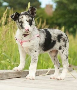 Koolie – All-Purpose Farm Breed