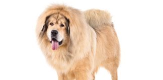 Tibetan Mastiff