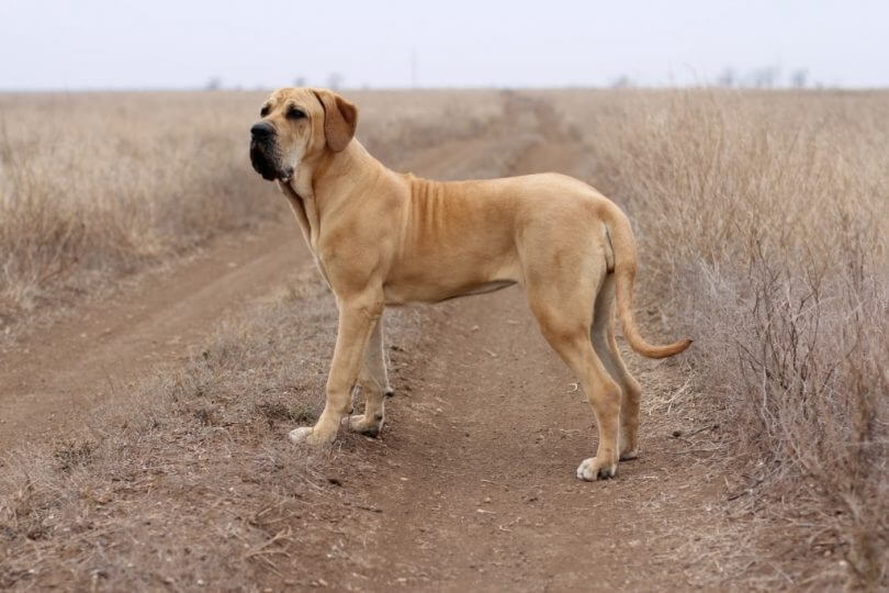 how often should you walk your fila brasileiro puppy