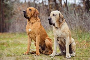The Fila Brasileiro – Brazilian Mastiff