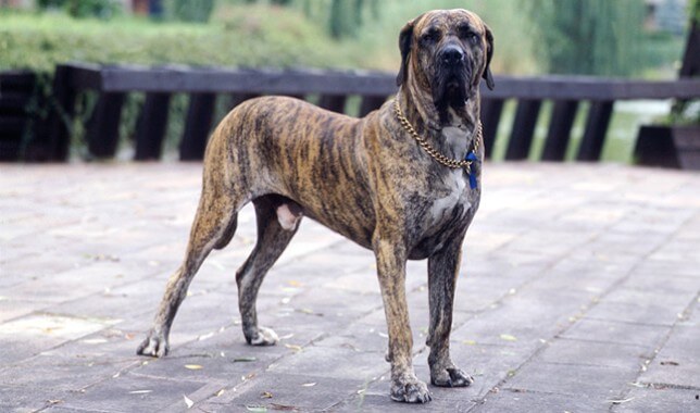 Fila Brasileiro