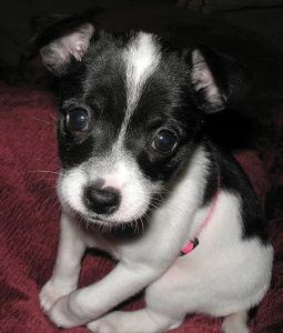 Taco Terrier – Energetic and Brave Dog