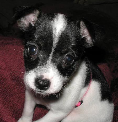 Taco Terrier