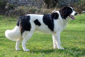 Tornjak – Mountain Sheep Dog
