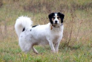 Tornjak Dog : Puppy, Shedding, Characteristics, Temperament, Price ...