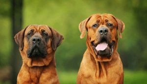 Tosa Inu – Japanese Fighting Dog