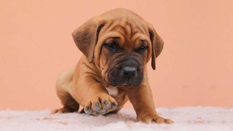 Japanese best sale mastiff puppies