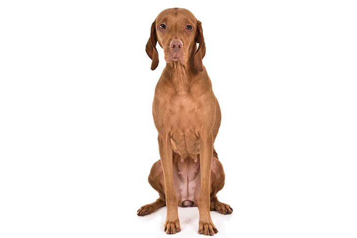 Vizsla