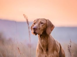 Vizsla