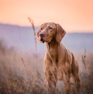 Vizsla – Sporting Breed