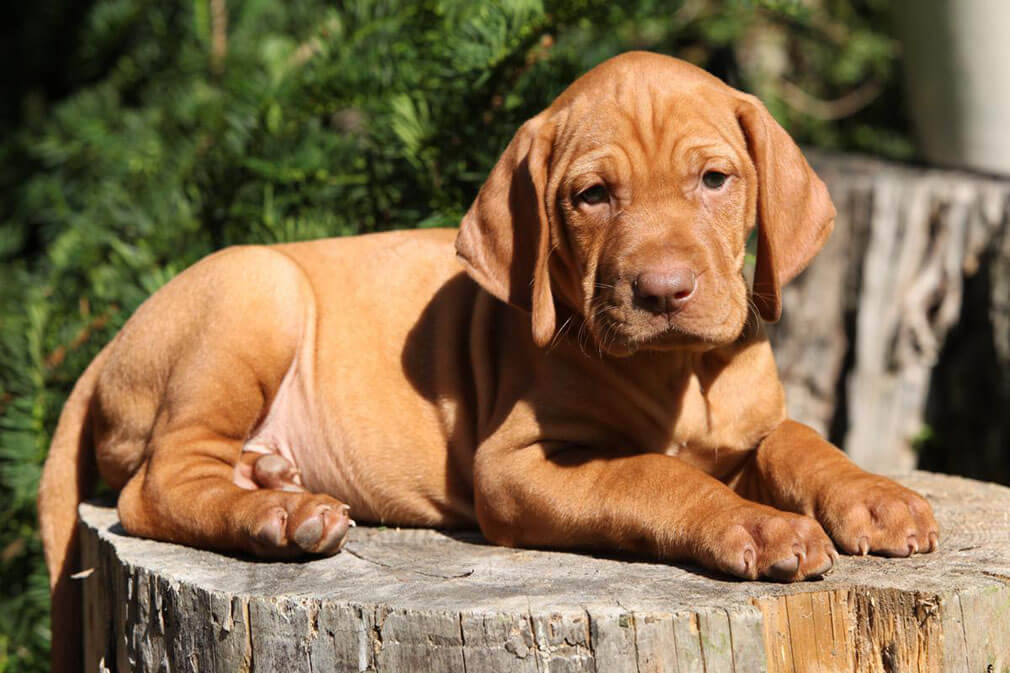 vizsla cushions