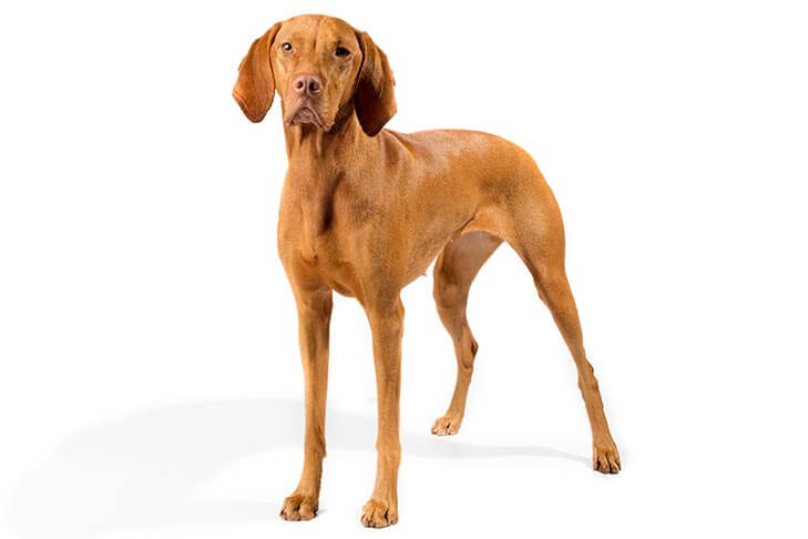 Vizsla