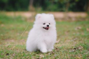 Volpino Italiano : Charming Spitz-Type Dog