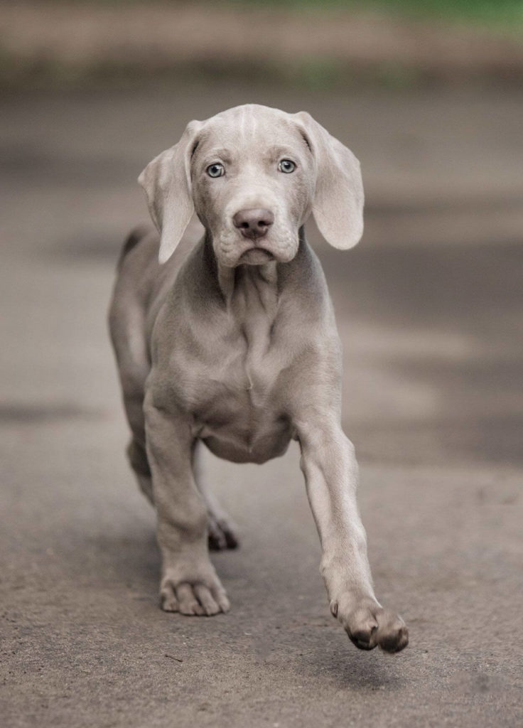 Weimaraner