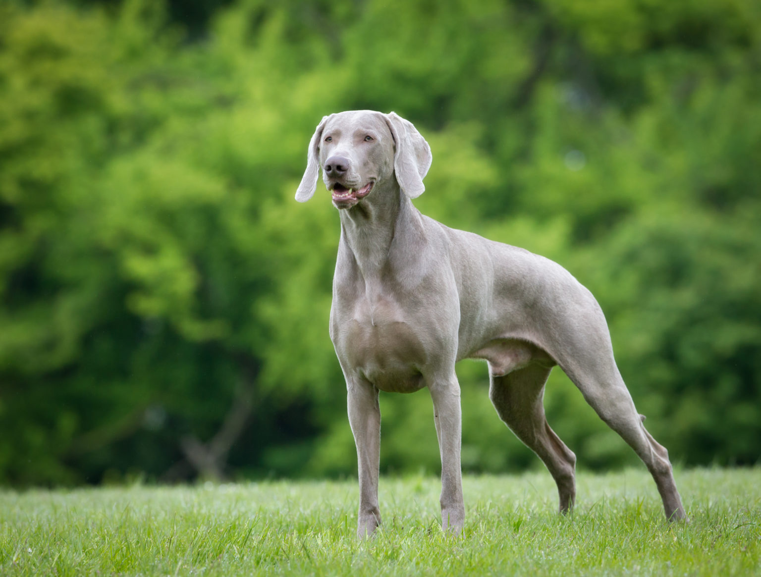 Weimaraner Facts, Pictures, Characteristics, Temperament, Price Animals Adda