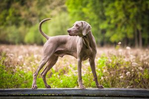 Weimaraner – Energetic Hunter