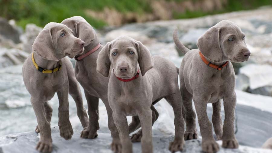 Weimaraner hypoallergenic store