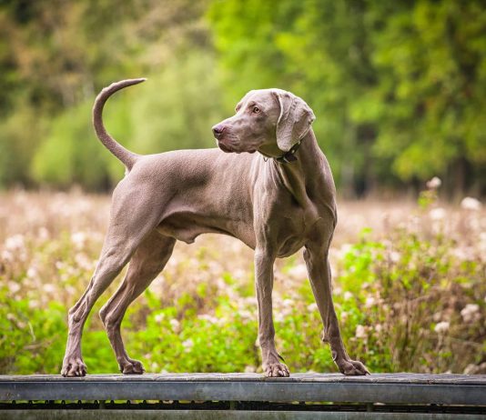 Weimaraner