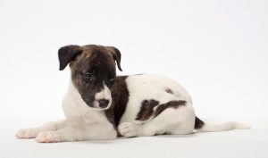 Whippet – Descended From Greyhounds