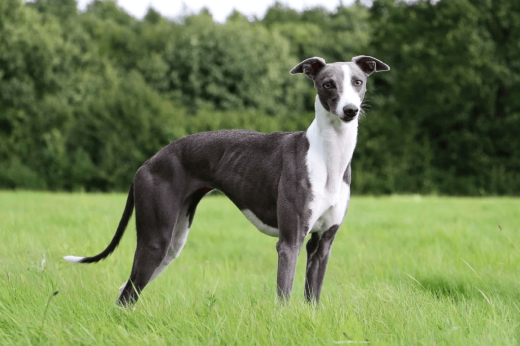 Whippet Facts, Puppy, Temperament, Characteristics, Pictures