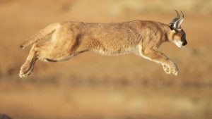 Caracal – Beautiful Wild Cat