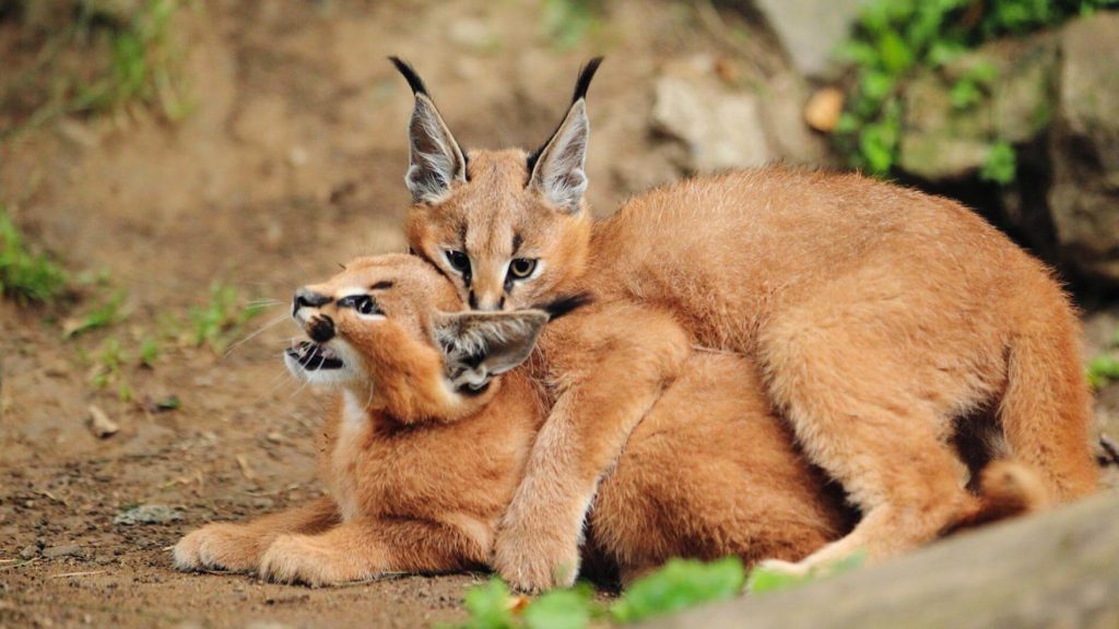 Caracal