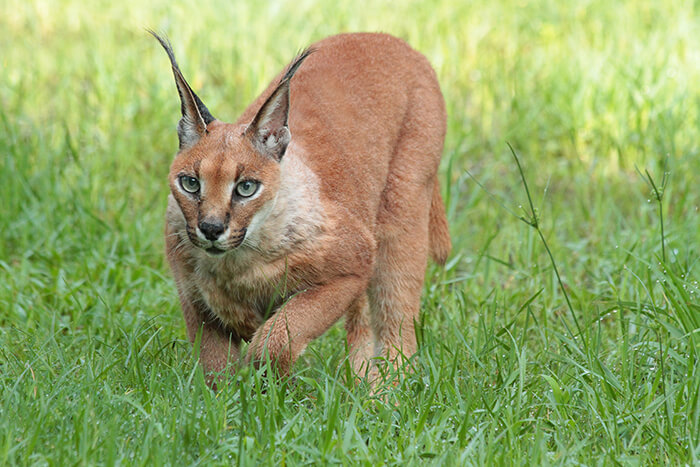 Caracal