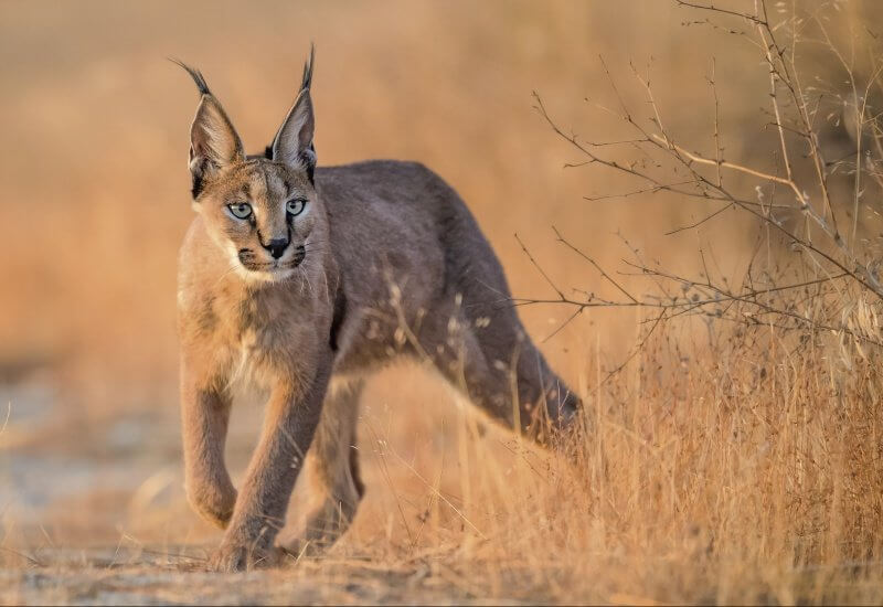 Caracal