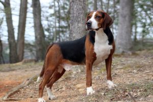 Hamilton Hound – Focused and Driven Hunting Dog