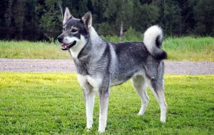 Jamthund (Swedish Elkhound) – A Tough and Attractive Breed
