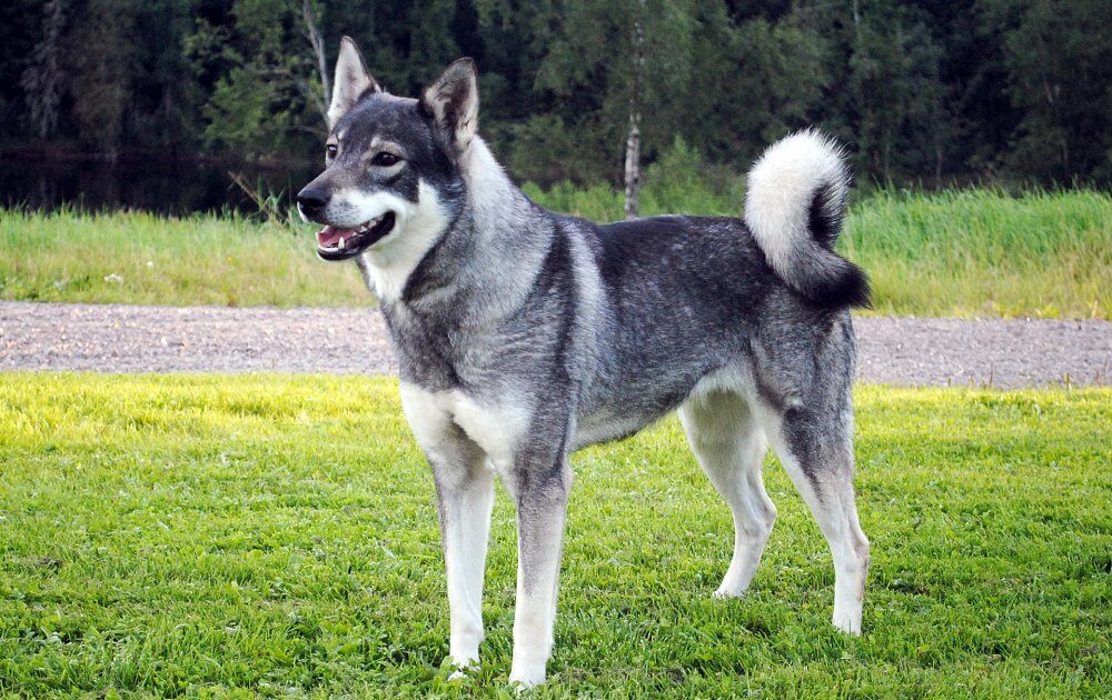 Swedish store elkhound puppy