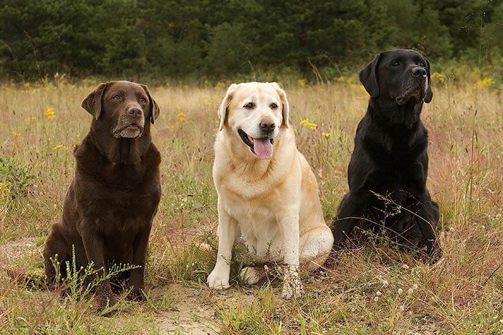 Labrador Retriever