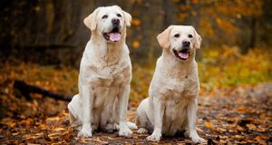 Labrador Retriever – Well-mannered Gun Dog