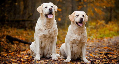 Labrador Retriever