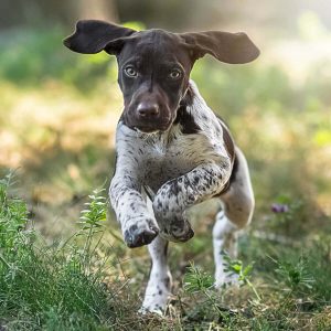 Pointer Dog : Facts, Characteristics, Puppies