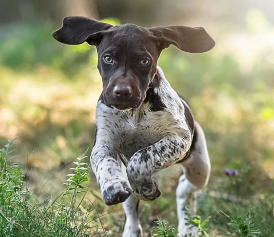Pointer