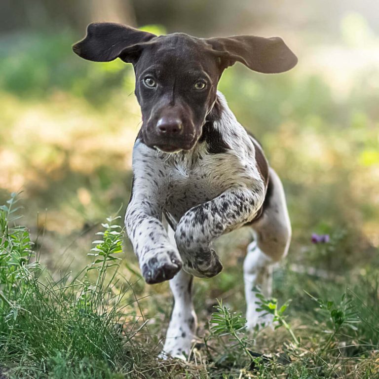 Pointer Dog : Facts, Characteristics, Puppies, Temperament | Animals Adda