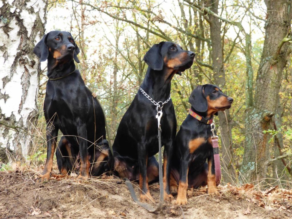 Polish Hunting Dog